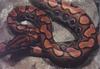 Rainbow Boa (Epicrates cenchria)