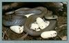 Yellow-faced Whipsnake (Demansia psammophis)