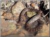Northern Water Snake (Nerodia sipedon)
