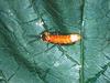 늦반딧불이 Pyrocoelia rufa (Late Firefly)