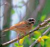 흰배멧새 Emberiza tristrami (Tristram's Bunting)