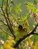 흰배멧새 Emberiza tristrami (Tristram's Bunting)