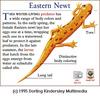 Eastern Newt (Notophthalmus viridescens)