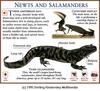 Tiger Salamander