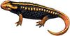 Emperor Newt (Tylototriton shanjing)