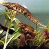 Eurasian Newt trio