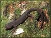 Rough-skinned Newt (Taricha granulosa)