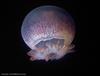 Cannonball Jellyfish (Stomolophus meleagris)