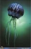 Purple-striped Jellyfish (Chrysaora colorata)