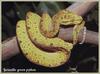 Green Tree Python (Morelia viridis)