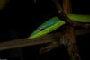 Amazonian Vine Snake (Oxybelis fuligidus)