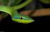 Amazonian Vine Snake (Oxybelis fuligidus)