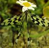 Thread-winged Lacewing (Nemoptera sinuata)