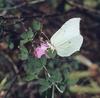 Brimstone Butterfly (Gonepteryx rhamni)