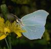 Brimstone Butterfly (Gonepteryx rhamni)