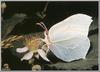 Brimstone Butterfly (Gonepteryx rhamni)