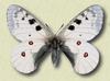 White Butterfly