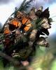 Monarch Butterfly (Danaus plexippus)