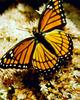 Monarch Butterfly (Danaus plexippus)