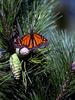 Monarch Butterfly (Danaus plexippus)