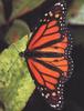 Monarch Butterfly (Danaus plexippus)