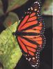 Monarch Butterfly (Danaus plexippus)