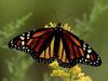 Monarch Butterfly (Danaus plexippus)