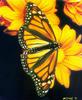Monarch Butterfly (Danaus plexippus)