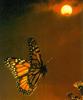 Monarch Butterfly (Danaus plexippus)