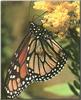 Monarch Butterfly (Danaus plexippus)