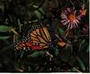 Monarch Butterfly (Danaus plexippus)