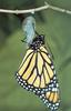 Monarch Butterfly (Danaus plexippus)