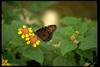 Monarch Butterfly (Danaus plexippus)