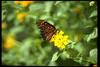 Monarch Butterfly (Danaus plexippus)