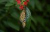 Monarch Butterfly (Danaus plexippus)