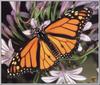 Monarch Butterfly (Danaus plexippus)