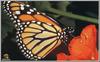Monarch Butterfly (Danaus plexippus)