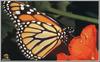 Monarch Butterfly (Danaus plexippus)