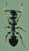 Leptothorax congruus (Japanese Ant)