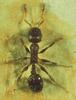 Leptothorax congruus (Japanese Ant)