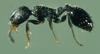 Leptothorax congruus (Japanese Ant)
