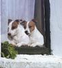 Jack Russell Terrier