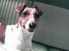 Jack Russell Terrier