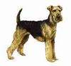 Airedale Terrier