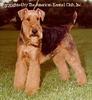 Airedale Terrier