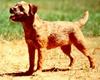 Border Terrier