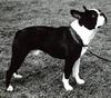 Boston Terrier