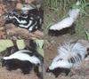 ...ogale putorius), American hog-nosed skunk (Conepatus leuconotus), hooded skunk (Mephitis macrour...