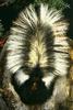 Skunk (Mephitidae)