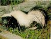 Skunk (Mephitidae)